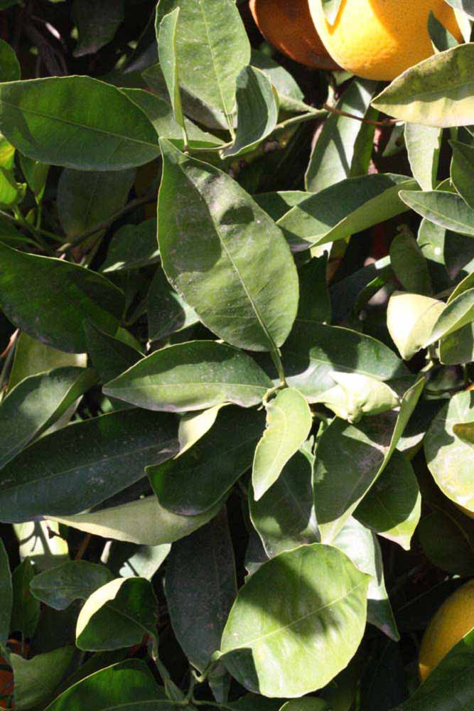            Sun leaves (Riverside, CA)   